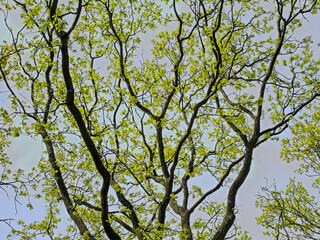  Curly dark branches of an oak tree with fresh green spring leaves. quercus 