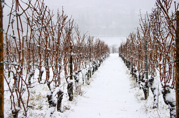 Dormant grapevines of snow covered vineyard in winter, Seasonal cycle of winemaking, geometric vine...
