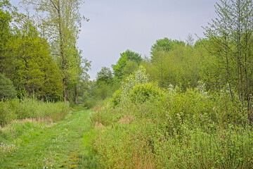 Obraz premium Lush green spring forest wilderness under a cloudy sky in Turnhoutse Vennen nature reserve, Turnhout, Flanders, Belgium. high angle view 