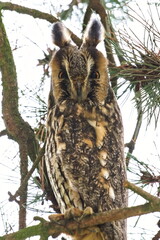 Kalous usaty aka Asia Otus aka Long-eared Owl perched on the tree branch in strong winds.