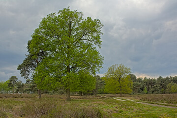 Fototapeta premium Srping heath landscape with trees in Turnhoutse Vennen nature reserve, Turnhout, Flanders, Belgium