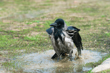 Hooded Crow (Corvus cornix) bathing in a muddy puddle