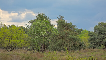 Fototapeta premium Srping heath landscape with trees in Turnhoutse Vennen nature reserve, Turnhout, Flanders, Belgium