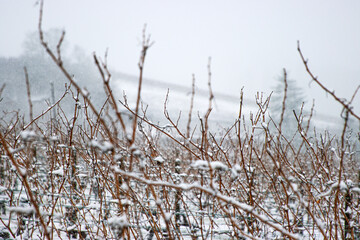 Snow covered grapevines in a quiet vineyard during winter, with a blurred hillside background. Closeup of dormant vineyard vines dusted with snow. Copy space
