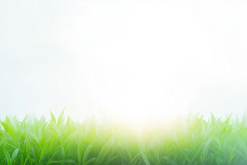 Obraz premium A clean bright background with the glare of sunlight providing copy space with fresh grass on the bottom.