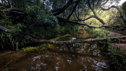 River in the forest