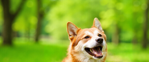 Fototapeta premium Alert Shiba Inu in green forest, canine companionship