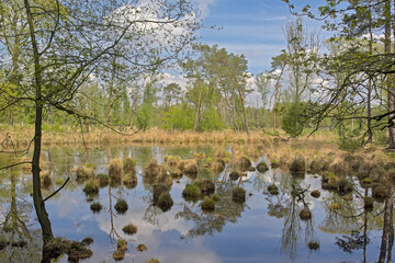 Peat lake, heath and forest under a blue sky with fluffy clouds in Turnhoutse Vennen nature reserve, Turnhout, Flanders, Belgium