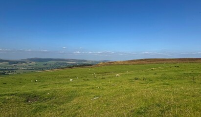 Fototapeta premium Wide open fields stretch under a clear blue sky, with distant hills blending into the horizon. Sheep are scattered across the lush green landscape, providing a serene pastoral scene near, Skipton. UK