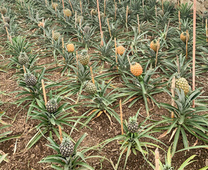Pineapple plant in the glass greenhouse in Azores, Sao Miguel