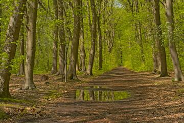 Hiking trail between fresh green spring trees, reflecting in the water of a puddle in Turnhoutse vennen nature reserve. Turnhout, Flanders, Belgium