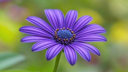 Vibrant Purple Osteospermum Flower Close-Up