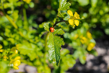 Ladybug on Yellow Flower in Green Field