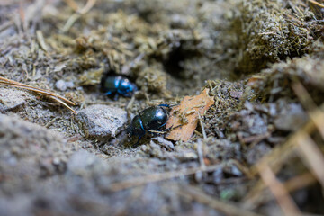 Two Shiny Black Beetles on Forest Floor