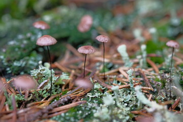 Small mushrooms in a meadow among pine needles.
