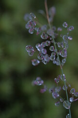 Dew drops on small pink buds.