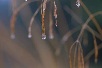 Dew drops hang on spikelets on a blurred background.