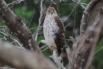 Red shouldered hawk perched in tree against blurry background. 