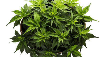 Marijuana_plant_top_view_isolated-A70D0 - 1