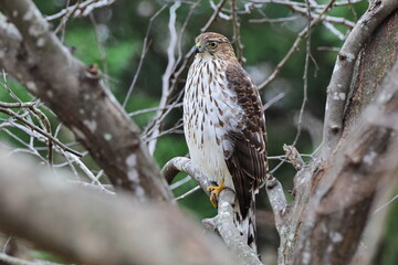 Red shouldered hawk perched in tree against blurry background. 