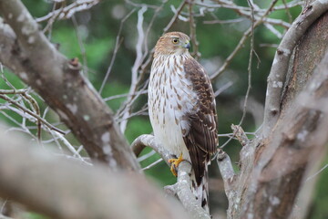Red shouldered hawk perched in tree against blurry background. 