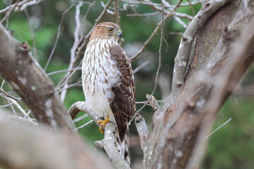 Red shouldered hawk perched in tree against blurry background. 