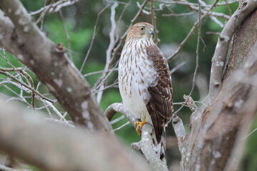 Red shouldered hawk perched in tree against blurry background. 