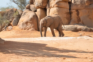 Obraz premium Generated image