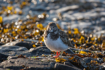 Turnstone (Arenaria interpres) in winter plumage on a beach amongst seaweed 