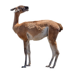 brown guanaco isolated on white