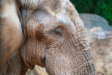 photographs of African elephants in their natural habitat in the middle of nature