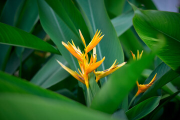 yellow flower bouquets of Heliconia psittacorum 'Golden Torch Adrian' plant. Native to tropical...