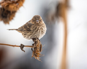 Sparrow 2