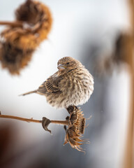 Sparrow 1
