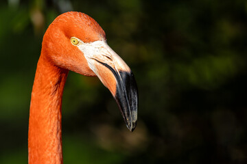 Fototapeta premium American Flamingo (Phoenicopterus ruber), found in Caribbean, Central/South America, and Galápagos.