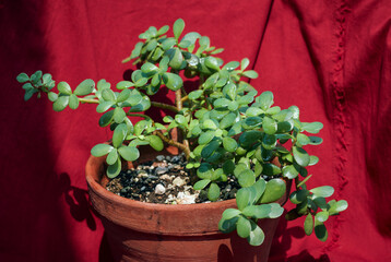 lush green, fleshy leaves of 'good luck' jade plant (Crassula ovata). A popular succulent houseplant that is adaptable and easy-growing. Shot in natural light, against backdrop of red fabric drapery.