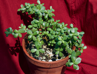 lush green, fleshy leaves of 'good luck' jade plant (Crassula ovata). A popular succulent...