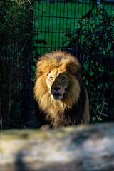 African Lion (Panthera leo), found in sub-Saharan Africa, including savannahs and grasslands.