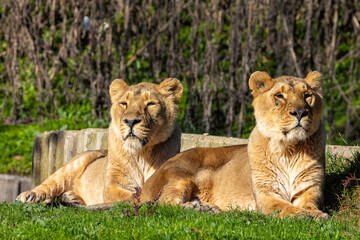 African Lion (Panthera leo), found in sub-Saharan Africa, including savannahs and grasslands.