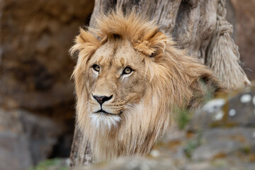 African Lion (Panthera leo), found in sub-Saharan Africa, including savannahs and grasslands.