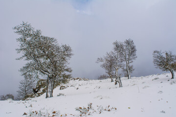 Winter snow mountain cabin panorama. Winter mountain snow forest tree. landscape mountain snow. Winter and cold Winter forest in Algeria, Jijel North Africa, snow covered trees and cold weather. Arabs
