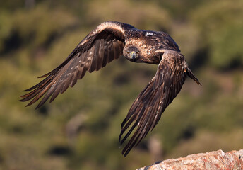 a majestic golden eagle in spain