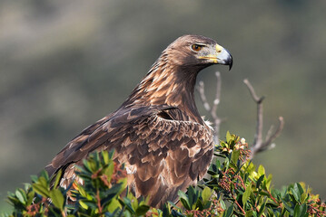 a majestic golden eagle in spain
