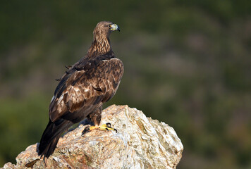 a majestic golden eagle in spain