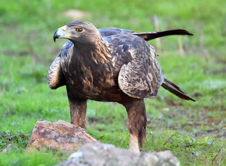 a majestic golden eagle in spain