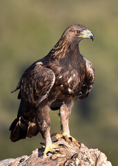 a majestic golden eagle in spain