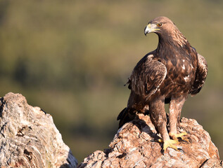 a majestic golden eagle in spain