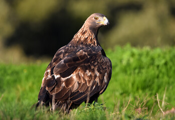 a majestic golden eagle in spain