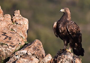 a majestic golden eagle in spain