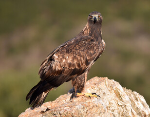 a majestic golden eagle in spain